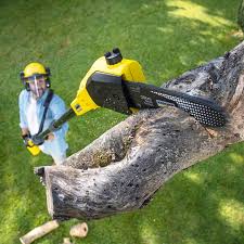 Best Stump Grinding and Removal  in Westwood, NJ