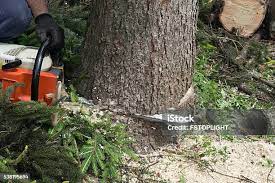 Best Leaf Removal  in Westwood, NJ