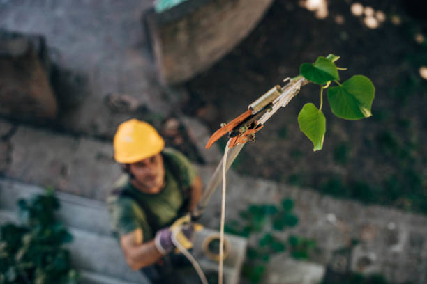 Best Root Management and Removal  in Westwood, NJ