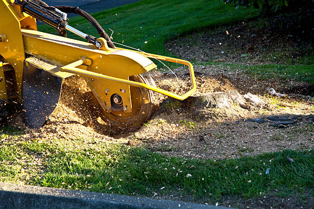 Best Tree Preservation Services  in Westwood, NJ