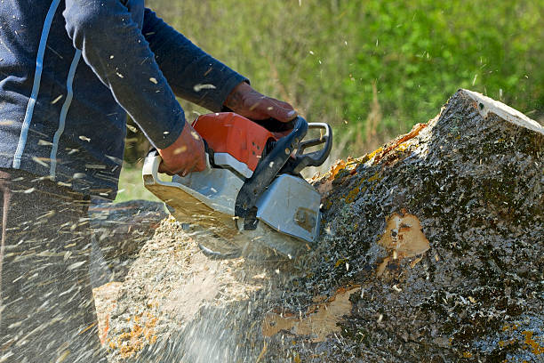 Best Palm Tree Trimming  in Westwood, NJ