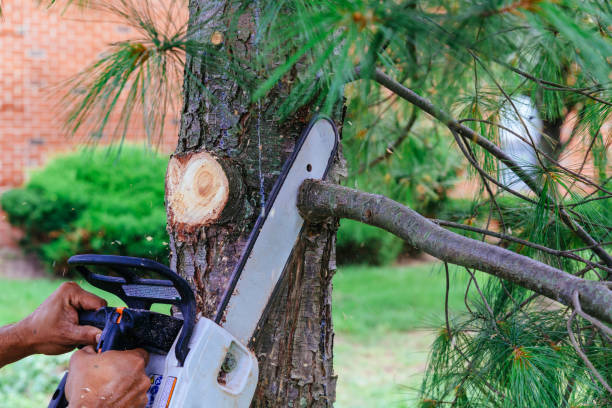 Best Tree Risk Assessment  in Westwood, NJ